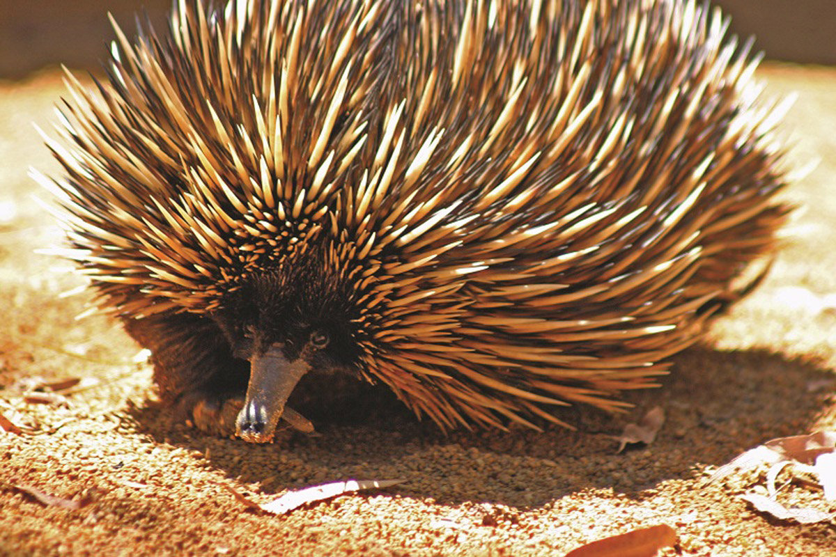 Native Animals In Perth